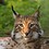 iberianlynx